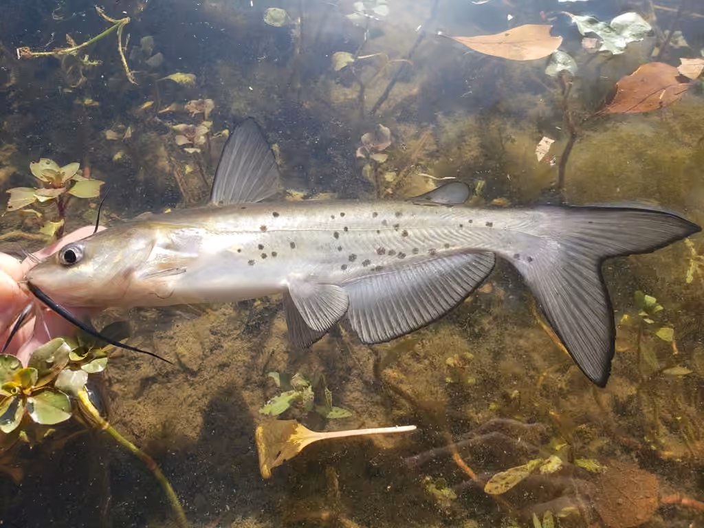Barbue de rivière, photo 1 sur 5
