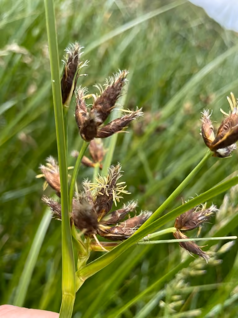 Scirpe fluviatile, En fleurs