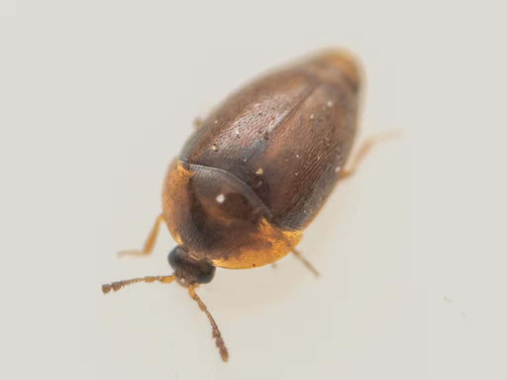 Corylophe latéral