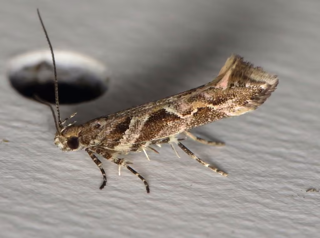 Aristotelia fungivorella, Adulte