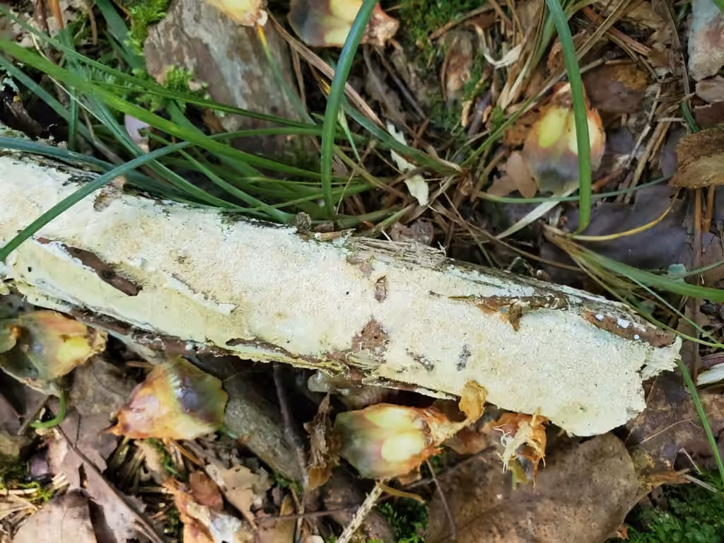 Lyomyces crustosus, photo 3 sur 5