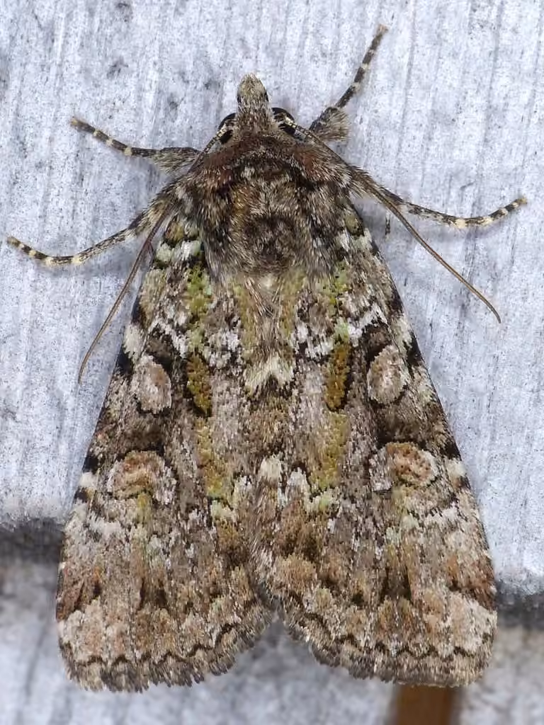 Dappled Dart, photo 1 of 5