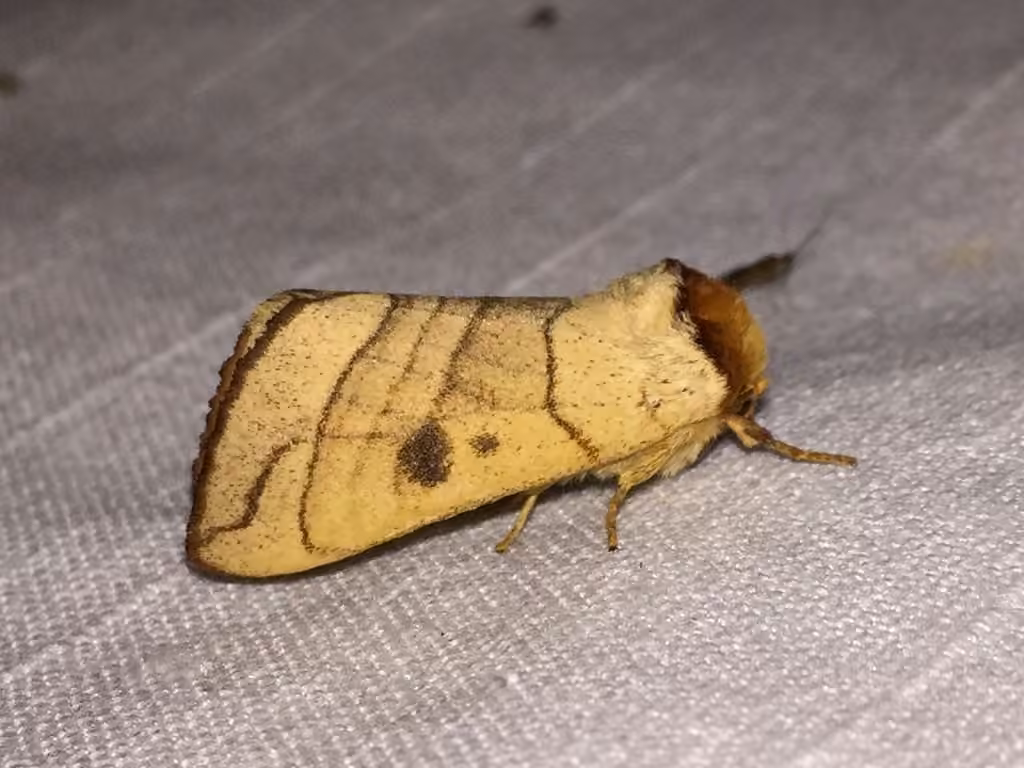 Spotted Datana Moth, photo 2 sur 5
