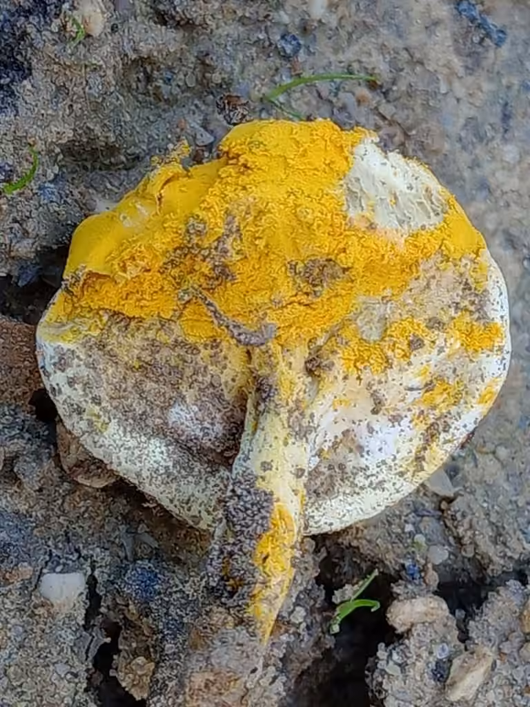 Hypomyces microspermus, photo 1 sur 5