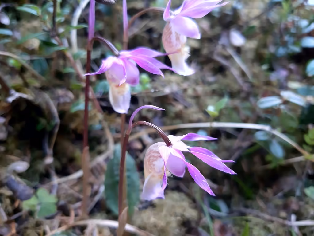 Fairy-slipper orchid, In flower