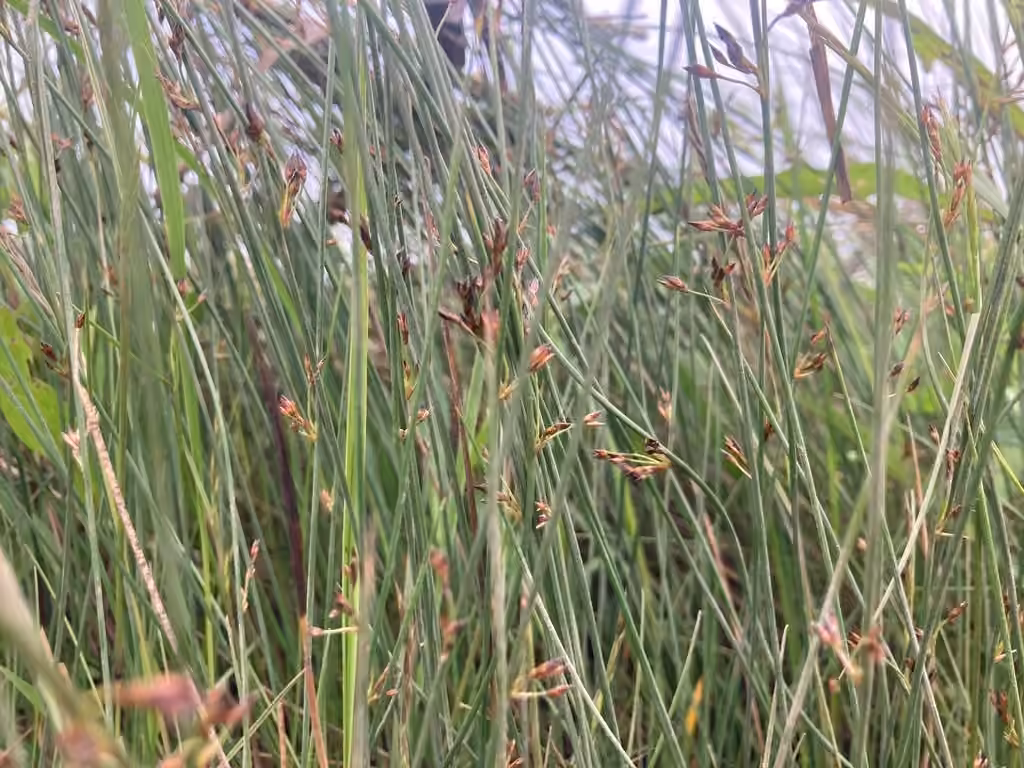 Baltic rush, In fruit