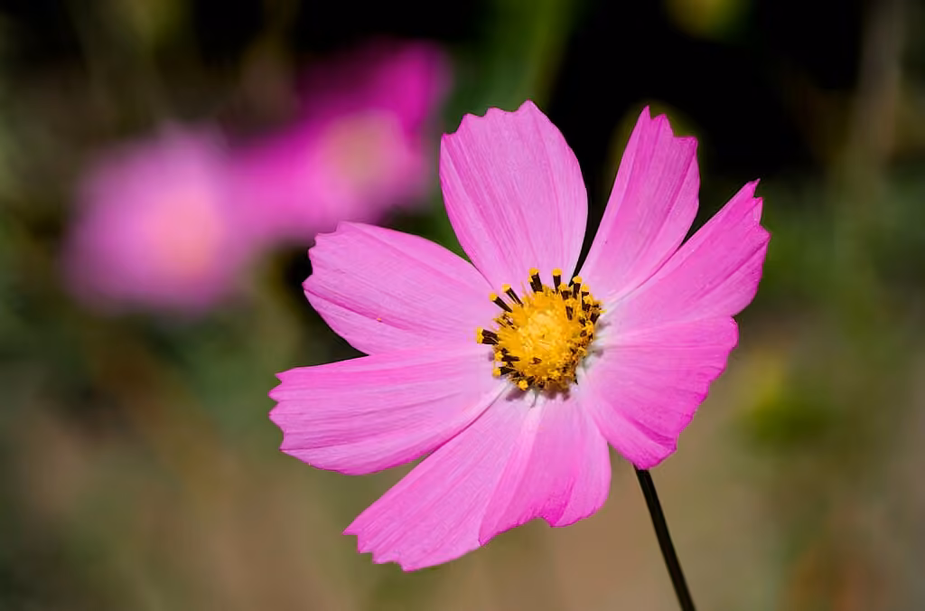 Garden cosmos