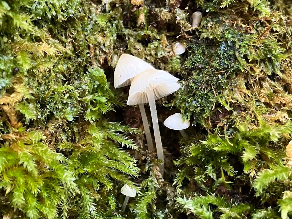 Winter bonnet, photo 3 of 5