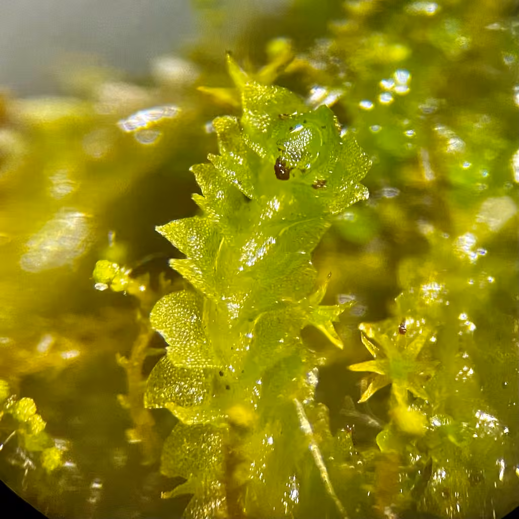 Capitate Notchwort, photo 2 of 5