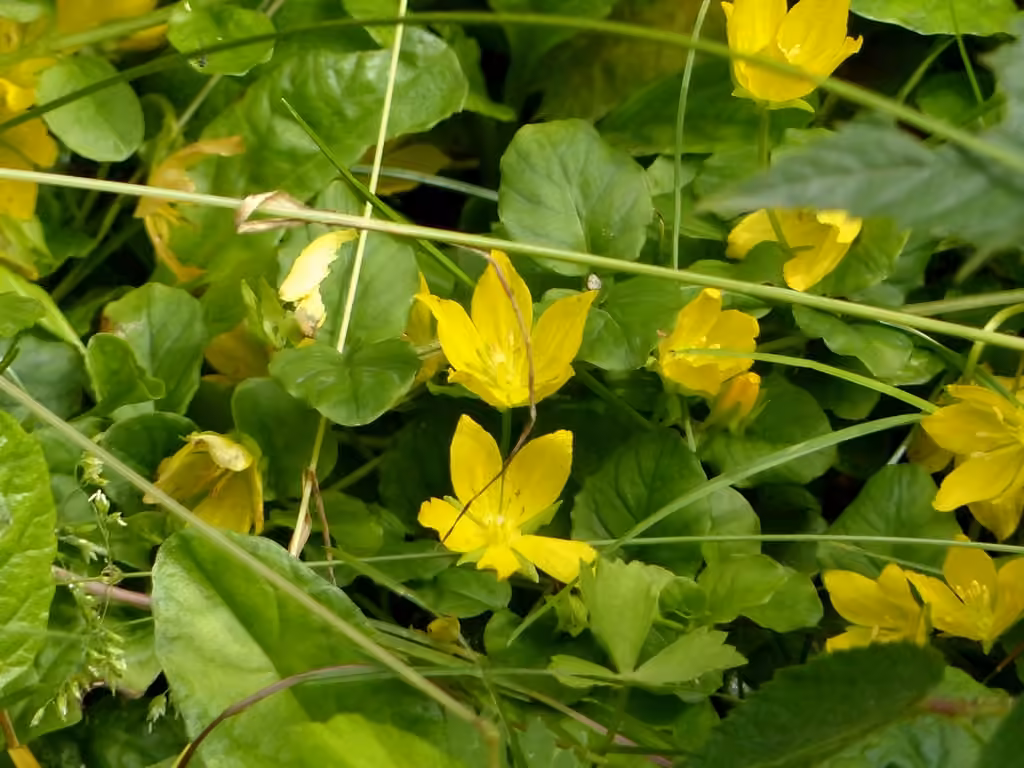 Lysimaque nummulaire, En boutons