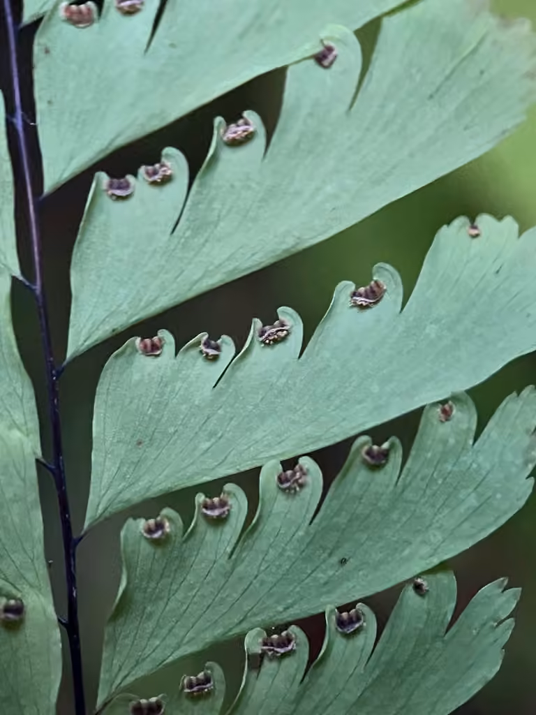 Aleutian maidenhair, photo 3 of 5