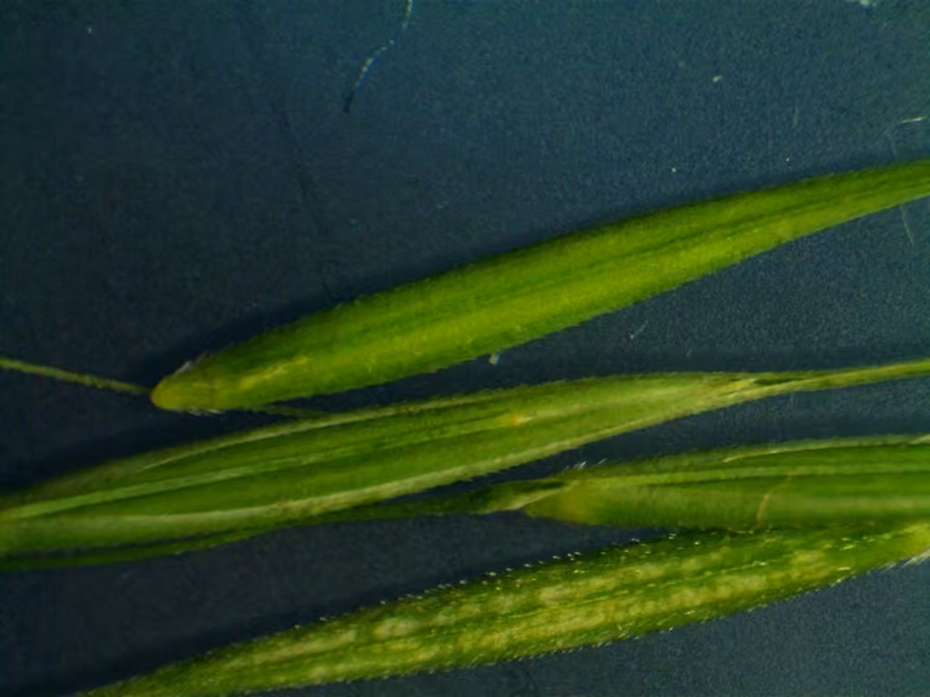 Northern shorthusk