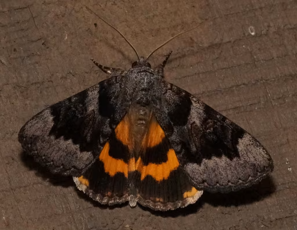Bay Underwing, photo 3 of 5