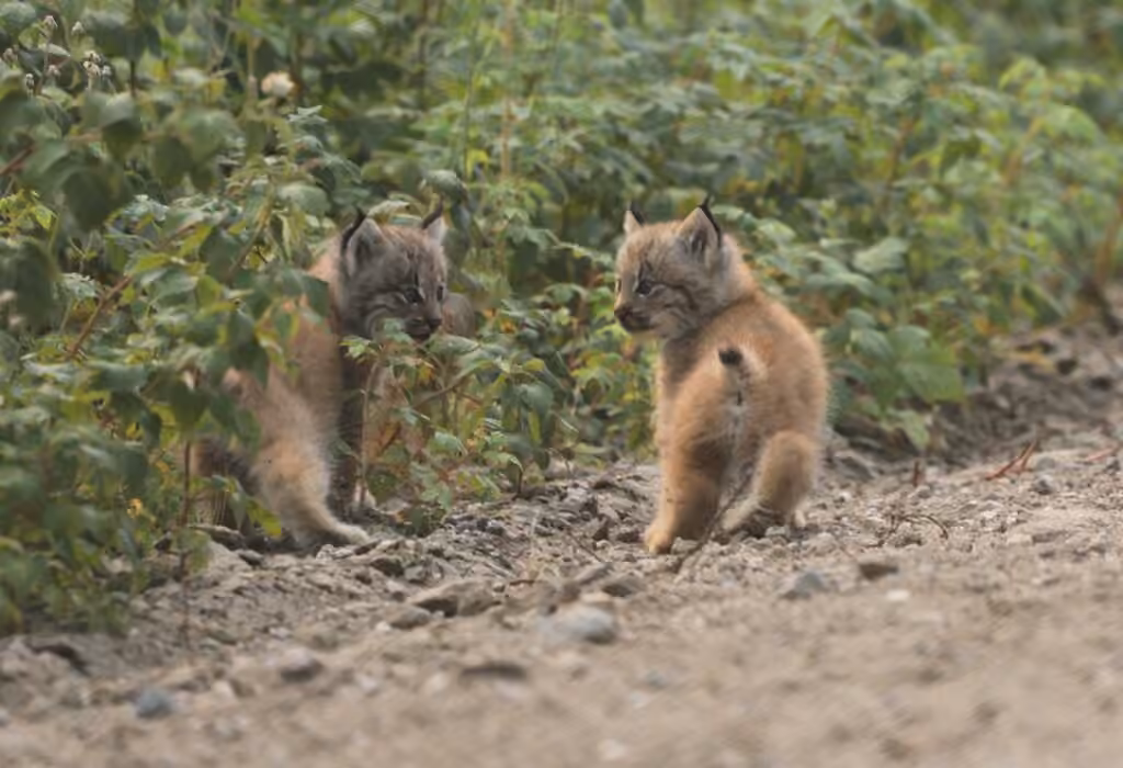 Lynx du Canada, Juvénile