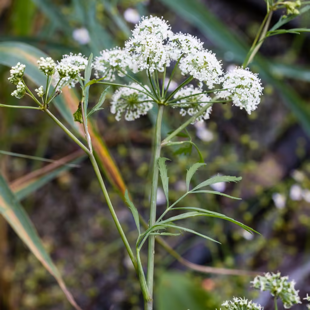 Mackenzie's water hemlock, In flower