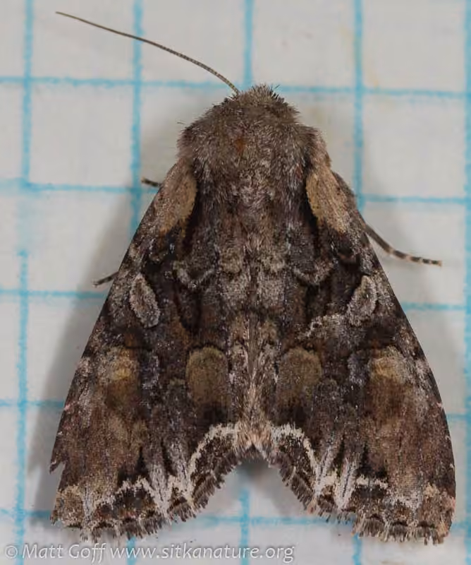 Nevada Arches Moth
