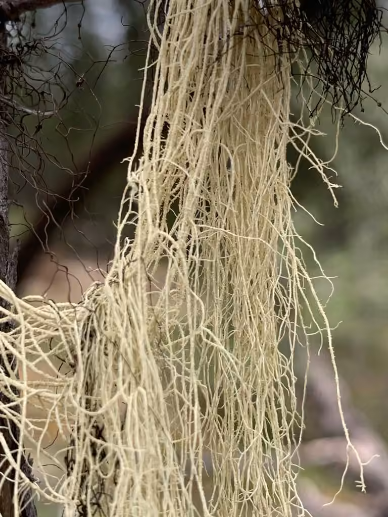 Straw Beard Lichen, photo 1 of 5