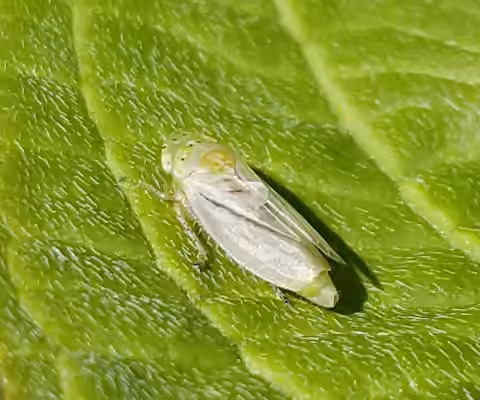 Leafhopper, Adult