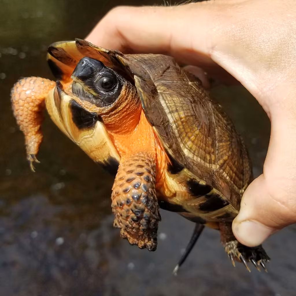 Tortue des bois, Juvénile
