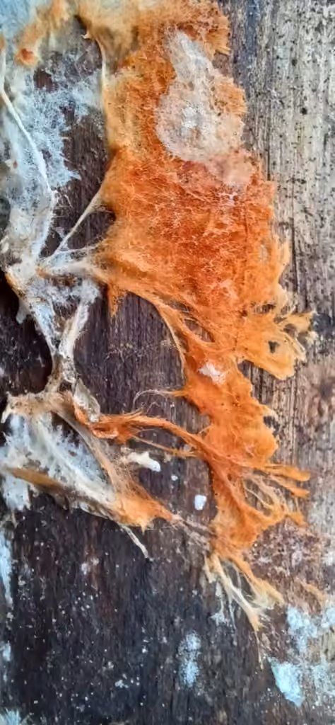 Phanerochaete sanguinea, photo 3 sur 5