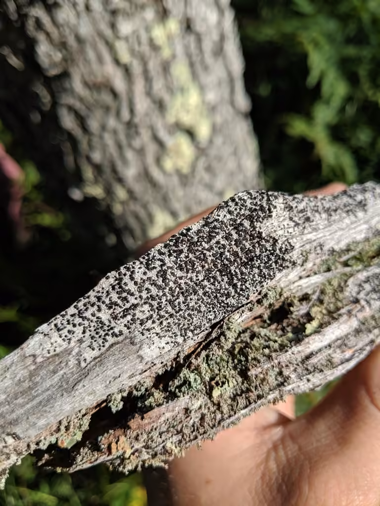 Pyrrhospore fuyante, photo 2 of 5