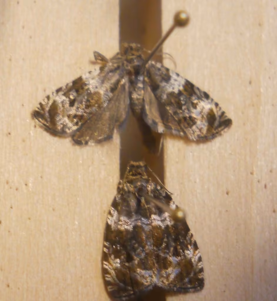 Olethreutes valdanum, Adult