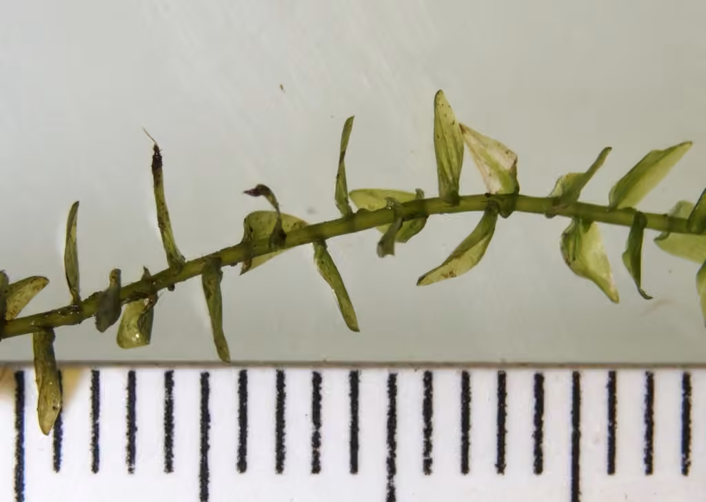 Heart-leaved Spear-moss, photo 3 of 5