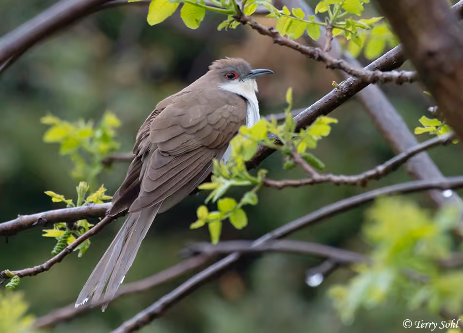 Black-billed Cuckoo