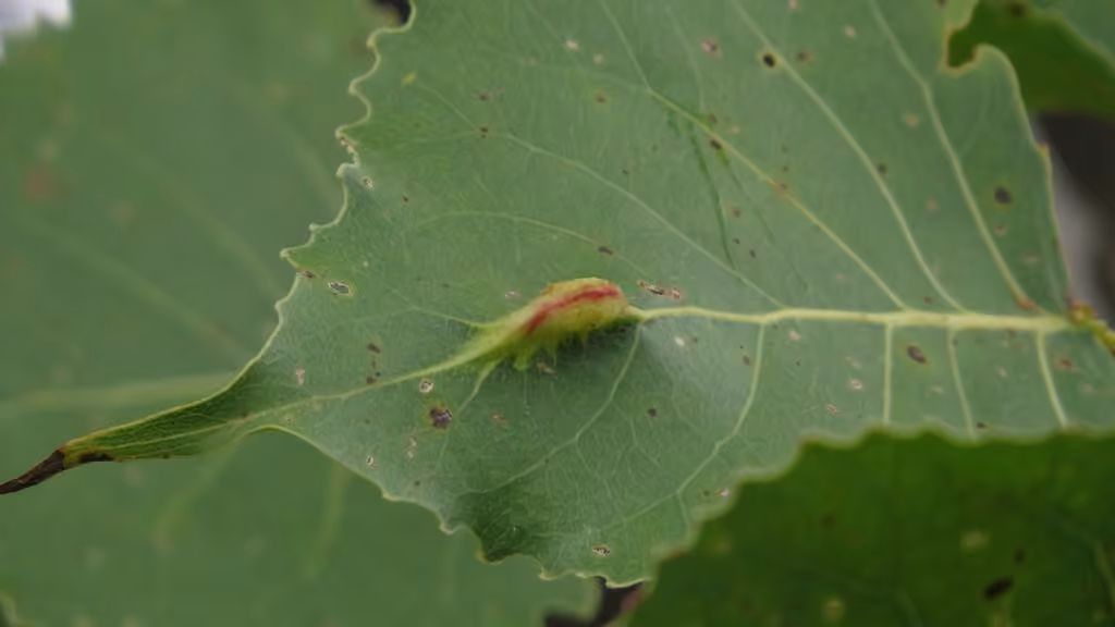 Pachypappa pseudobyrsa, Gall