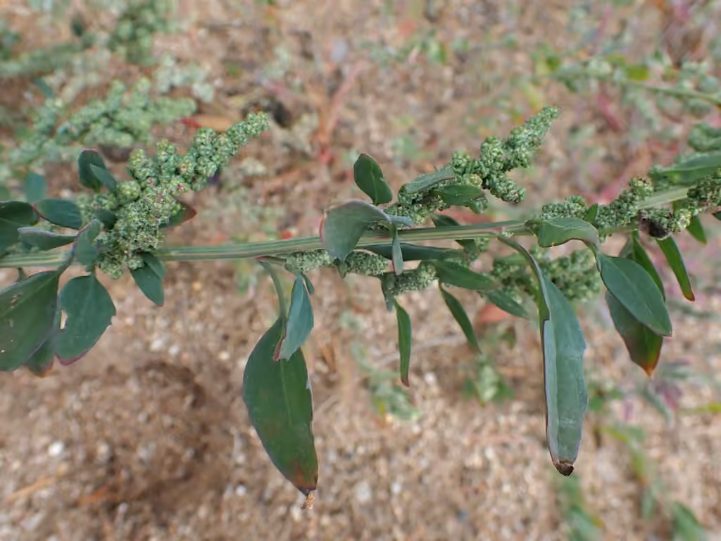 Striped Goosefoot, In flower