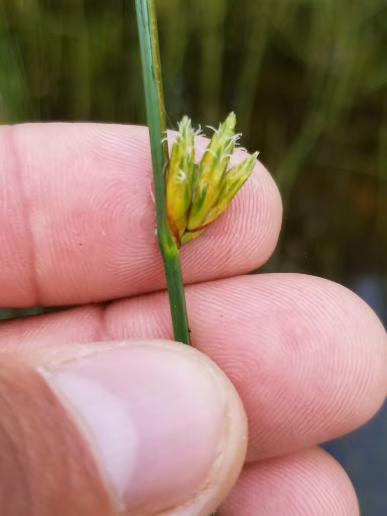 Torrey's bulrush