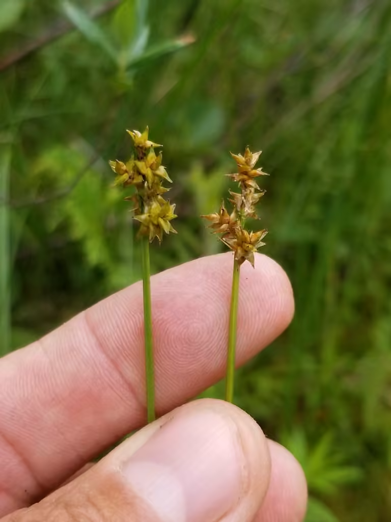 Carex de Wiegand, photo 2 sur 5