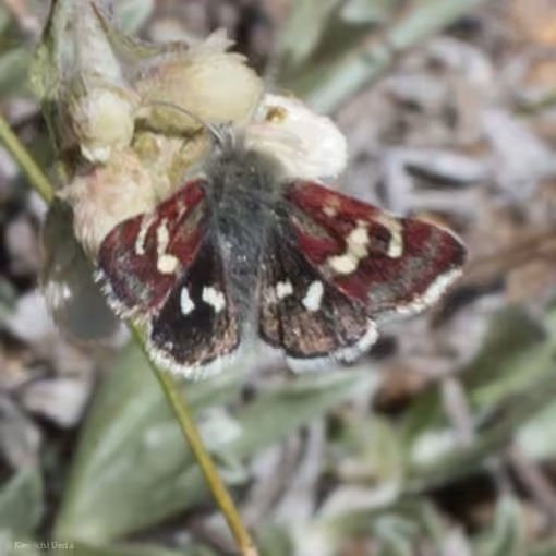 White-spotted Midget, photo 3 sur 5