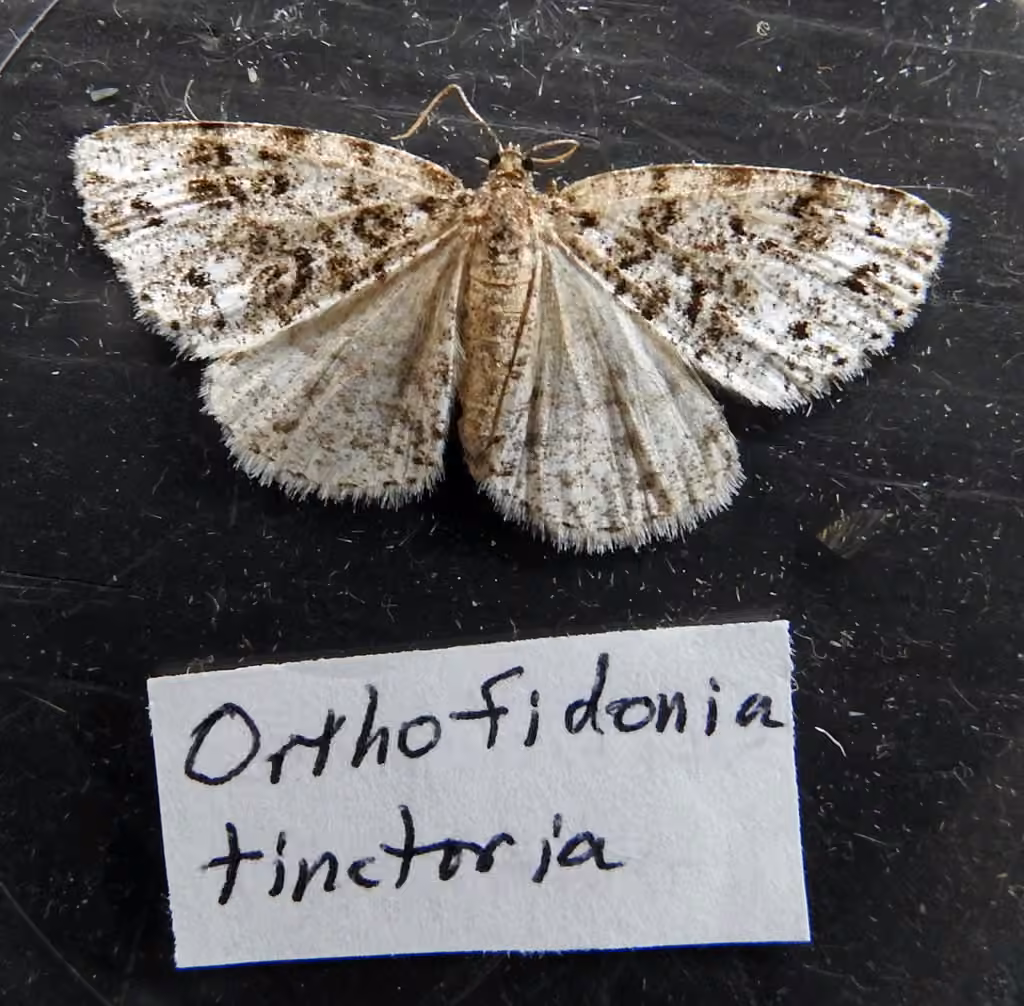 Orthofidonia exornata, Adulte