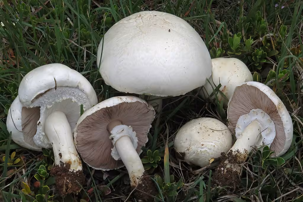 Agaric des jachères