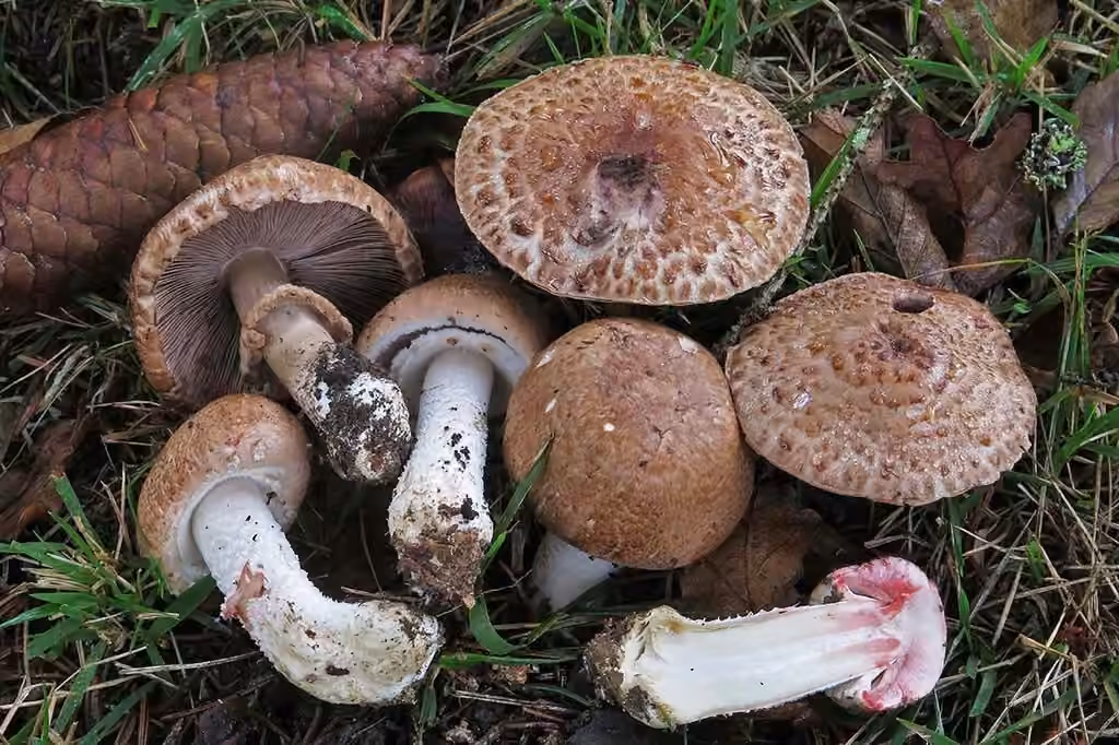 Blushing Wood Mushroom, photo 1 of 5