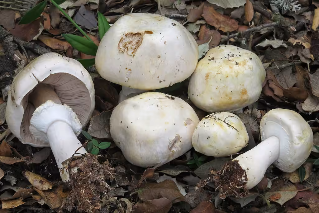 Agaric anisé