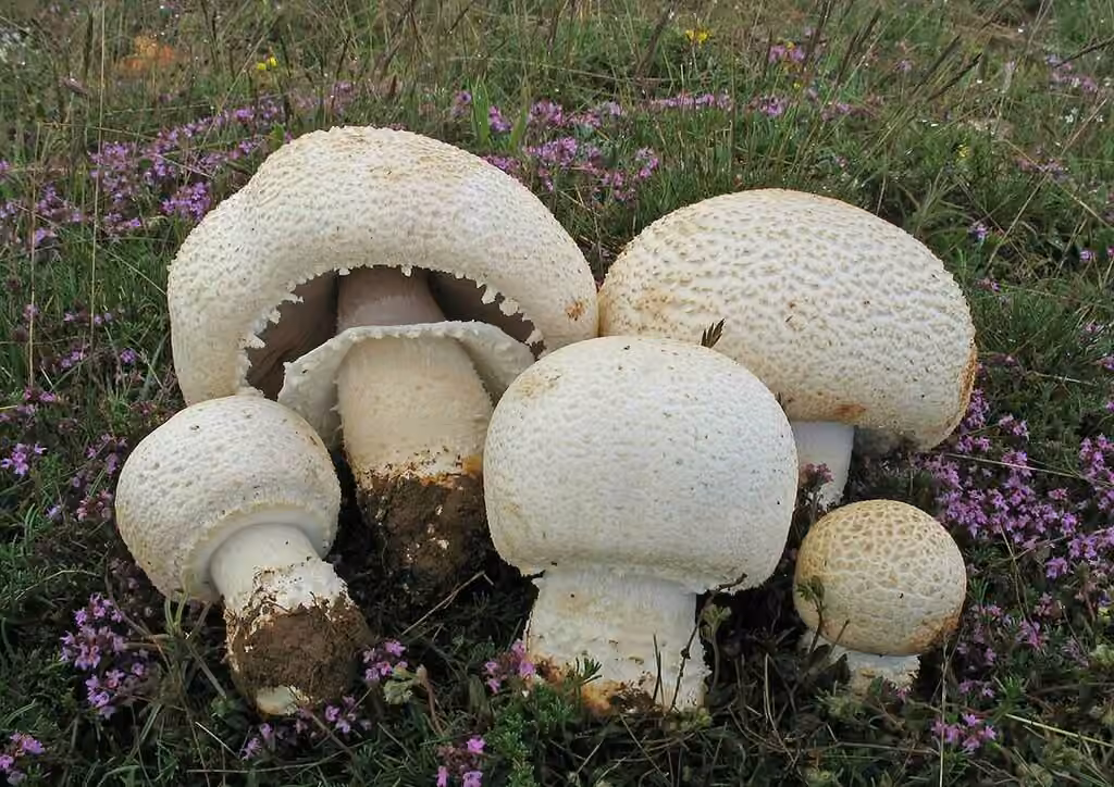 Agaric géant des prés, photo 1 sur 5