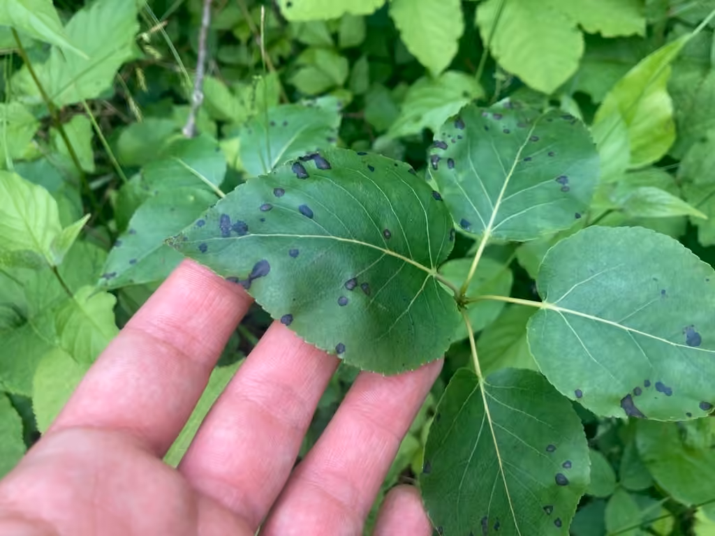 Sphaerulina populicola, photo 3 sur 3