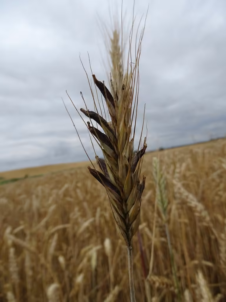Ergot du seigle
