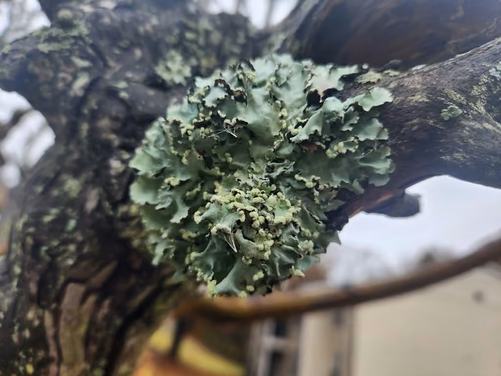 Black Stone Flower, photo 1 of 5