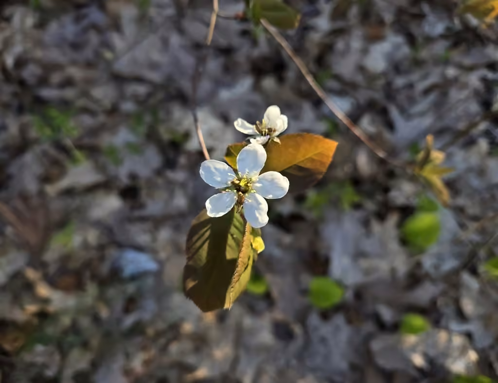 Mountain serviceberry, Flower buds