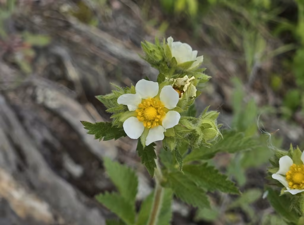 Tall cinquefoil, In flower