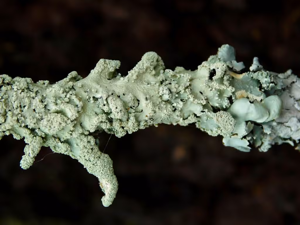 Parmélie froncée, photo 3 sur 5