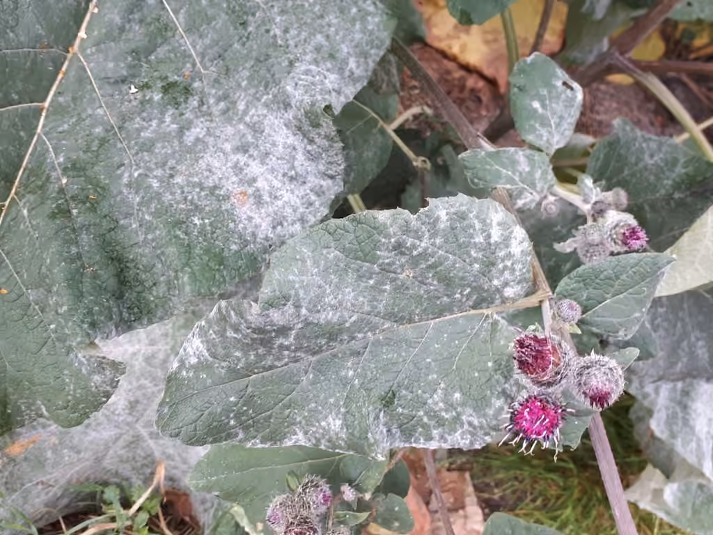 Burdock Mildew, photo 3 sur 5