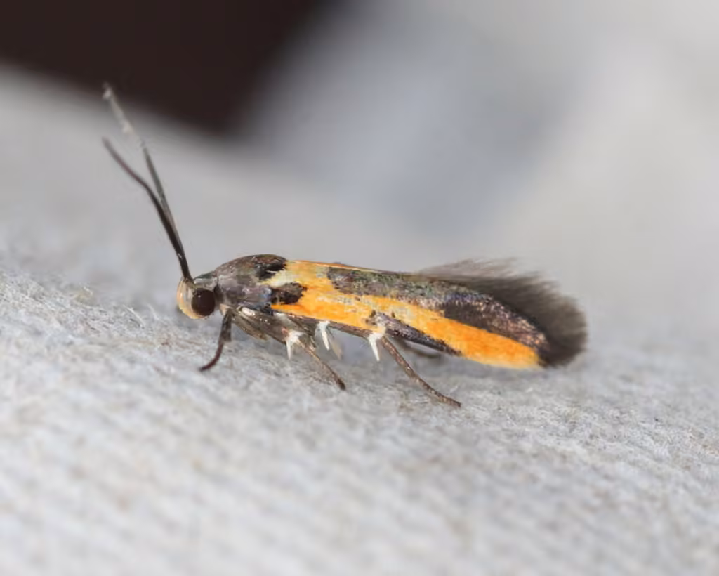 Kermes Scale Moth, Adult