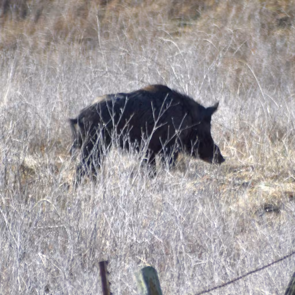 Wild Boar, Male