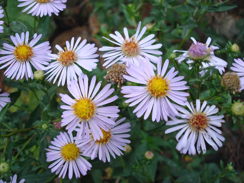 Aster de New York, En fruits