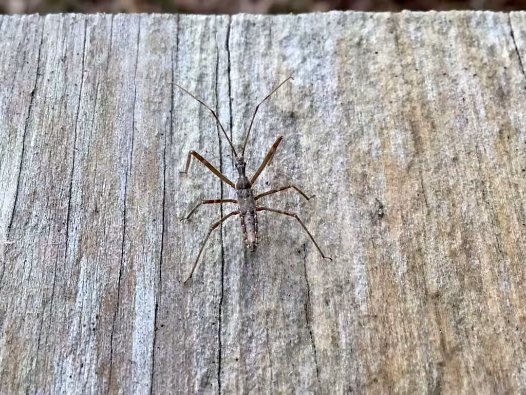 Four-spurred Assassin Bug, Nymph