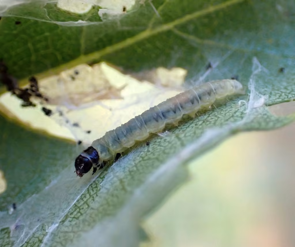 Acléride du bouleau, Chenille